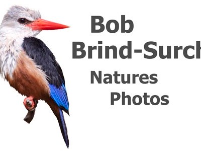 Bobs Blog – With a camera like&nbsp;that