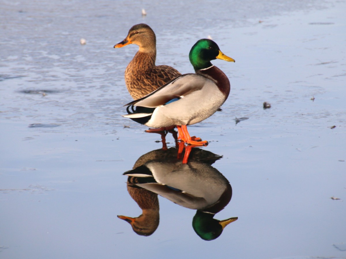 WILDLIFE – THE&nbsp;MALLARD
