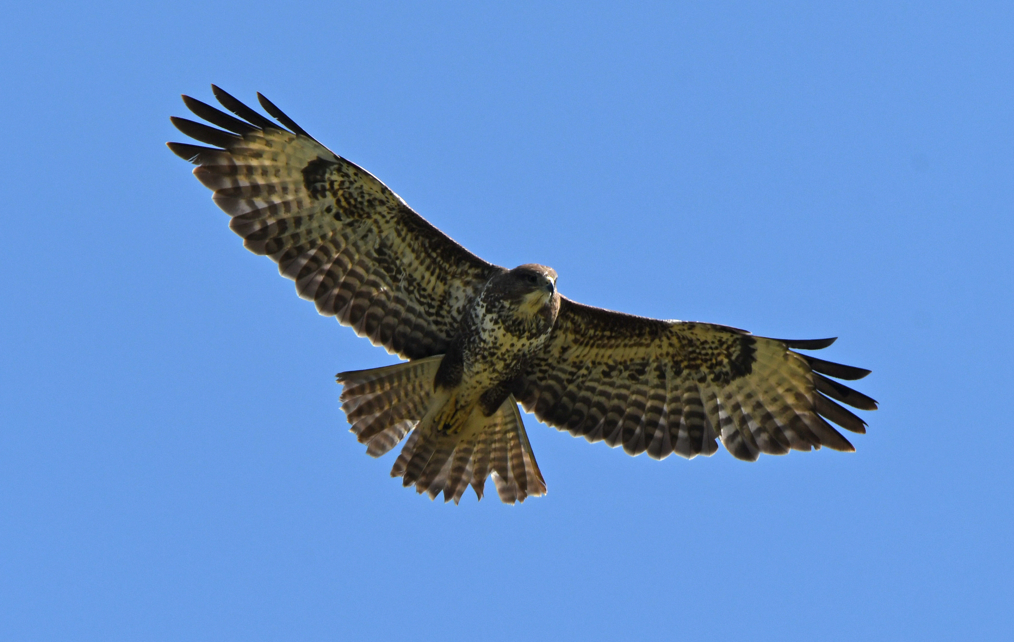 FDBFC50D-72FE-4DFA-94E2-92637E78DCFF