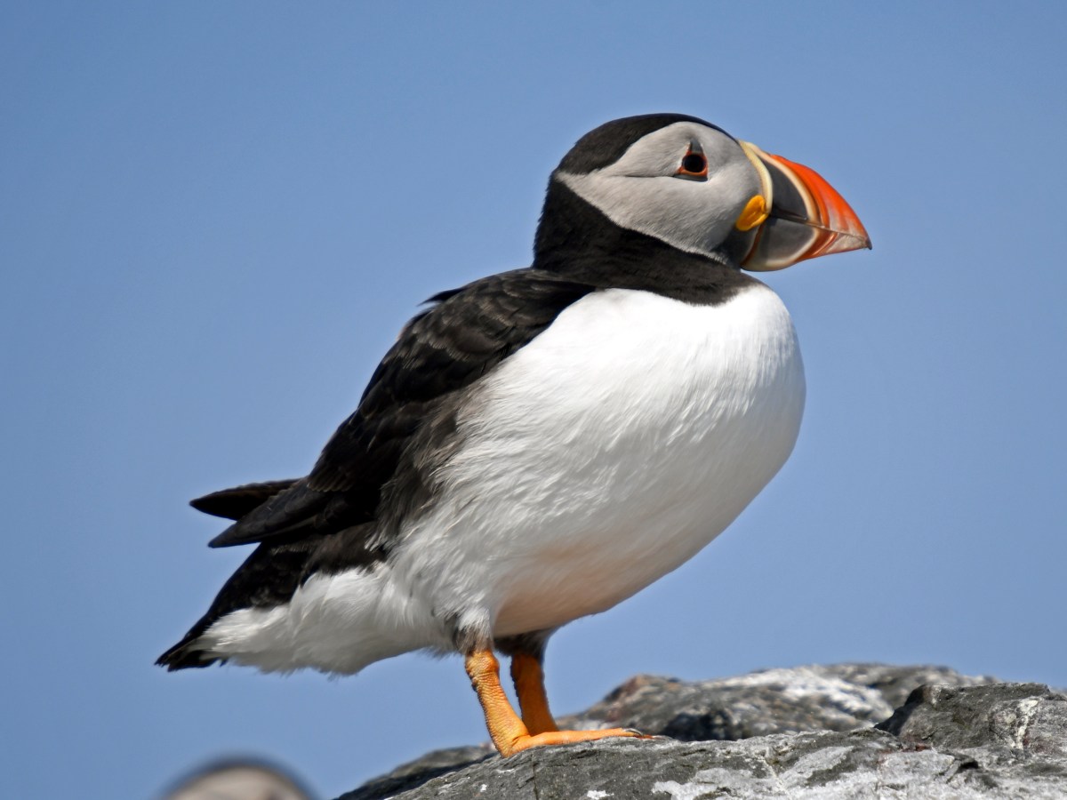 WILDLIFE – THE&nbsp;PUFFIN