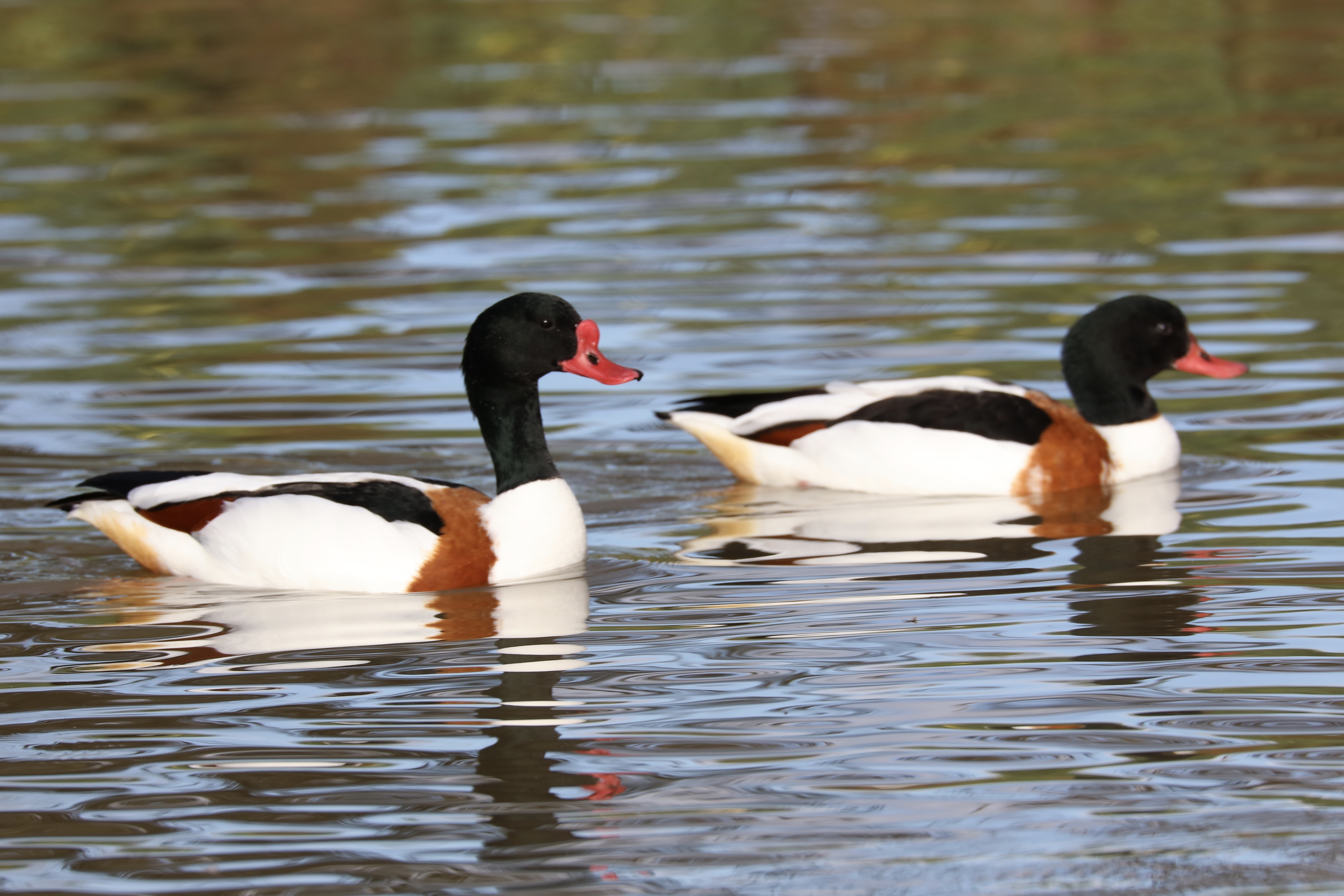 1F0E6E4F-7F8D-411E-8BD4-113B921E5C8A