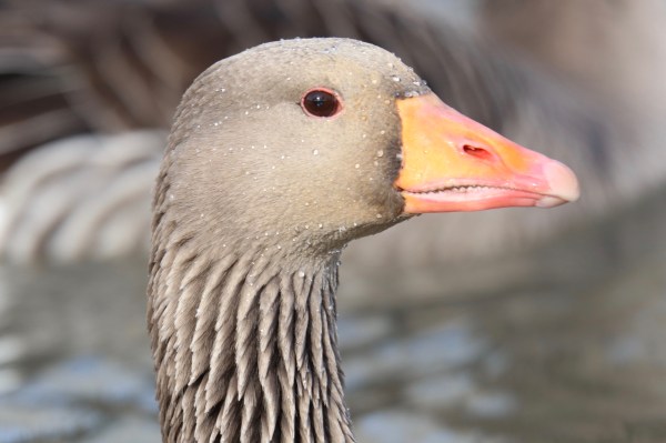 654FC3A2-961E-4018-B67C-9E915B00D938