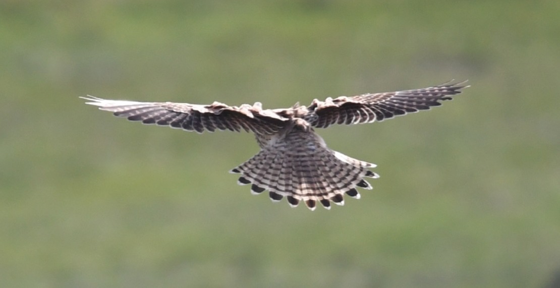 1E32115D-A1A0-4AFC-A5B1-50150AA12965