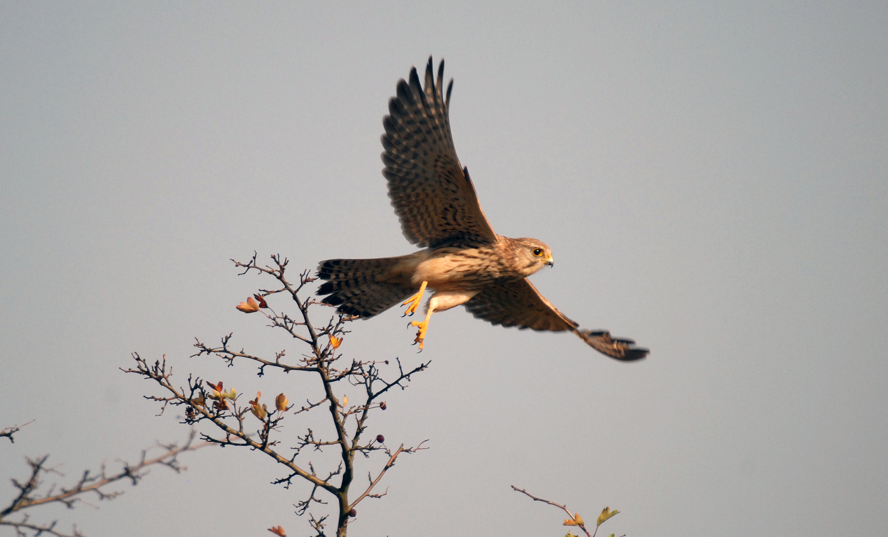 BF370D96-2353-4B40-B2D3-438BBDEF446C