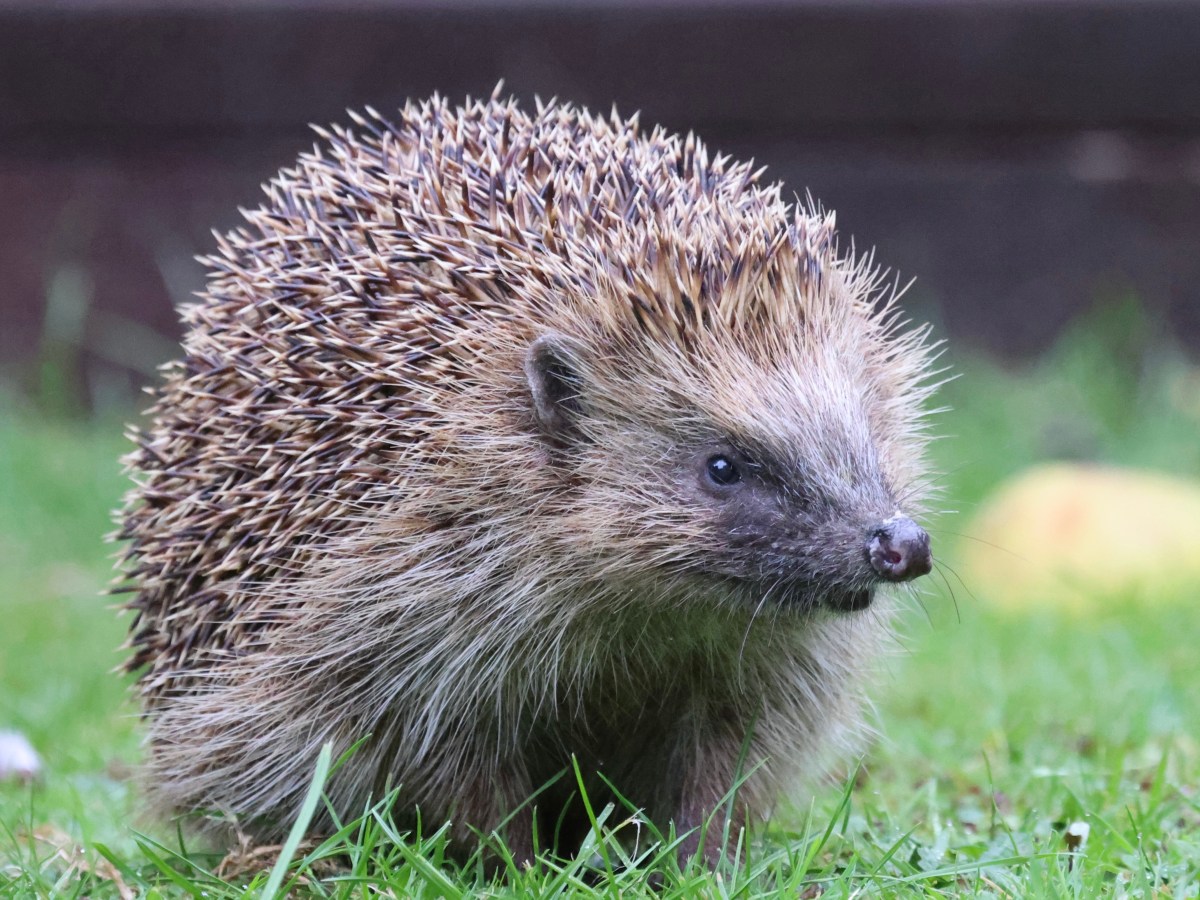 THE HOG AND&nbsp;FOX