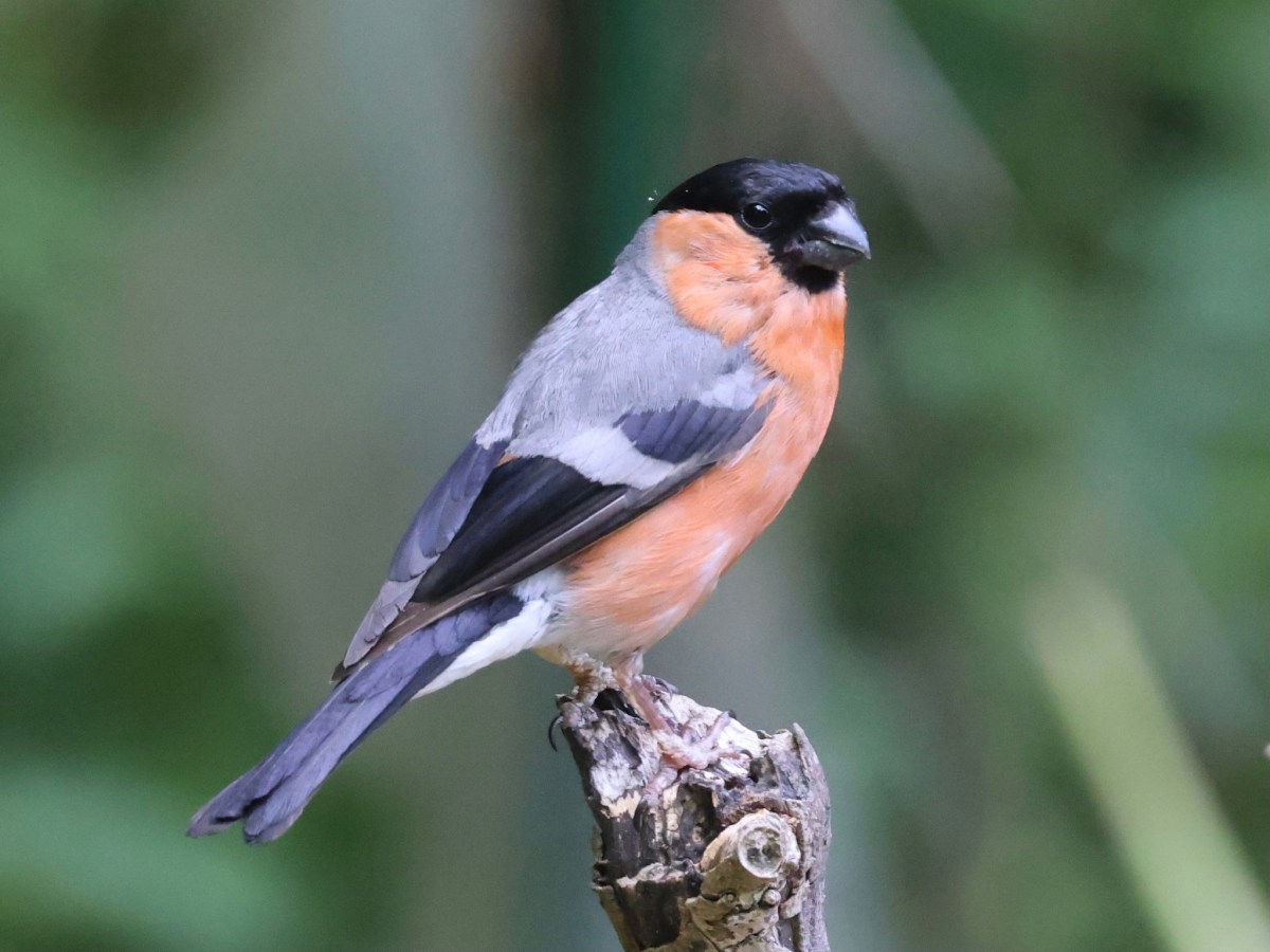 WILDLIFE – THE&nbsp;BULLFINCH