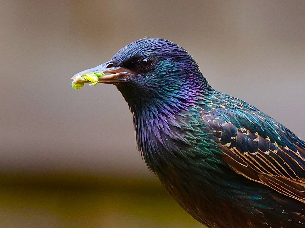 GARDEN LIFE – THE&nbsp;STARLING