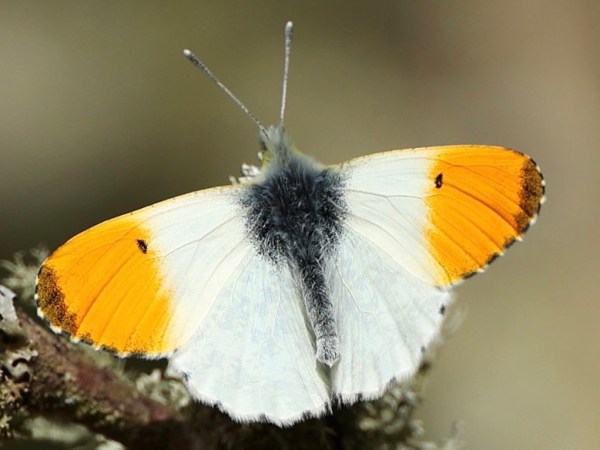 WILDLIFE – THE ORANGE&nbsp;TIP