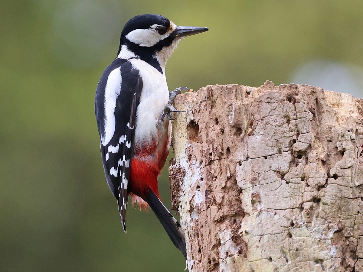 WILDLIFE – GREAT SPOTTED&nbsp;WOODPECKER