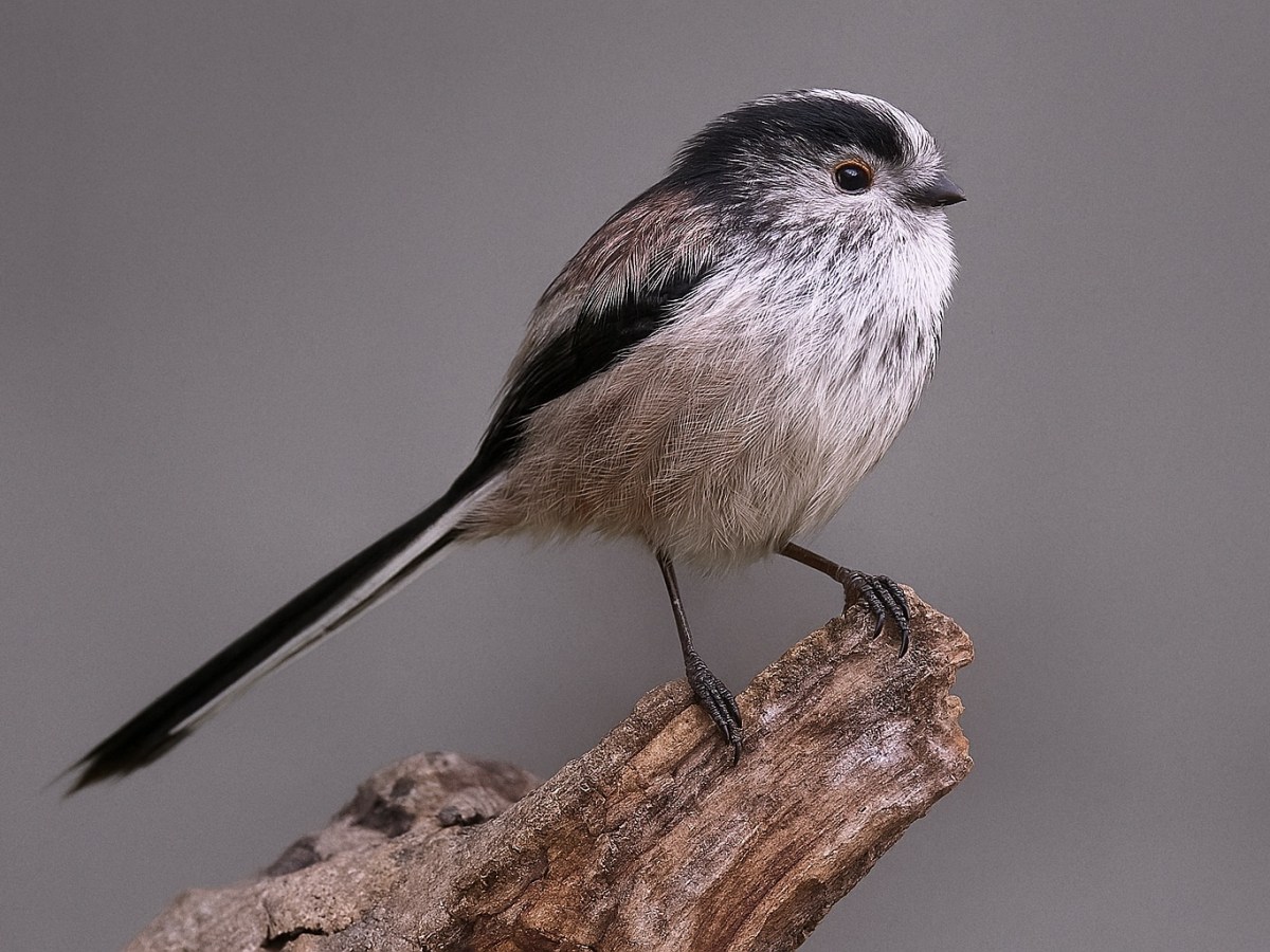 WILDLIFE – LONG-TAILED&nbsp;TIT