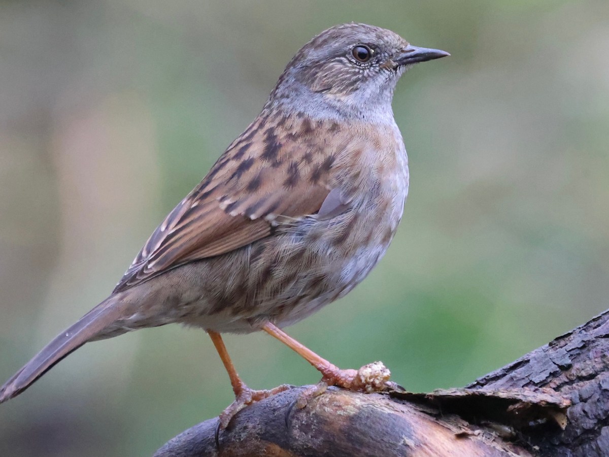 WILDLIFE – THE&nbsp;DUNNOCK