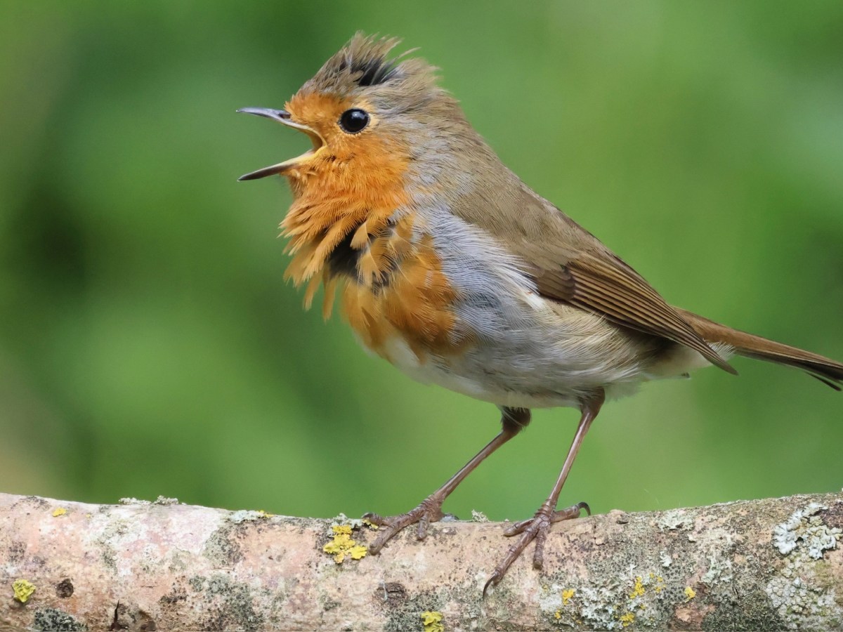 WILDLIFE – THE&nbsp;ROBIN