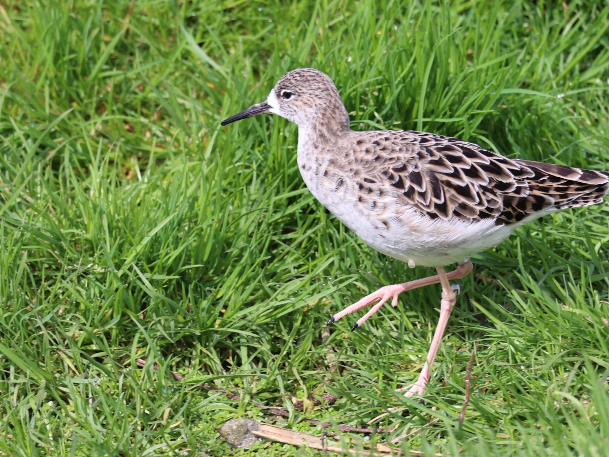 WILDLIFE – REDSHANK