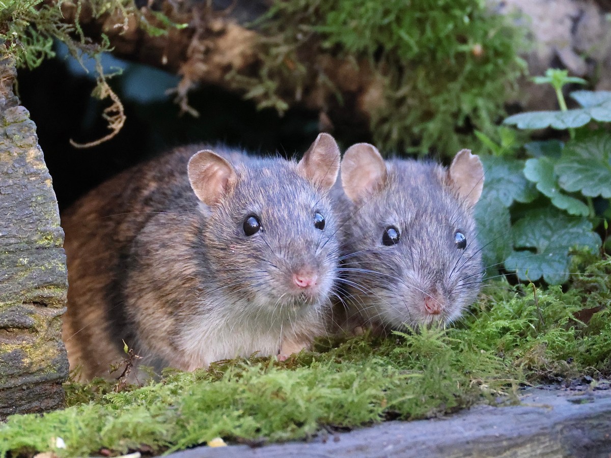 WILDLIFE – BROWN&nbsp;RAT