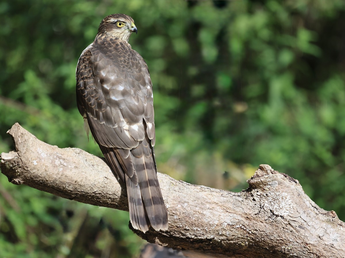 WILDLIFE – THE&nbsp;SPARROWHAWK
