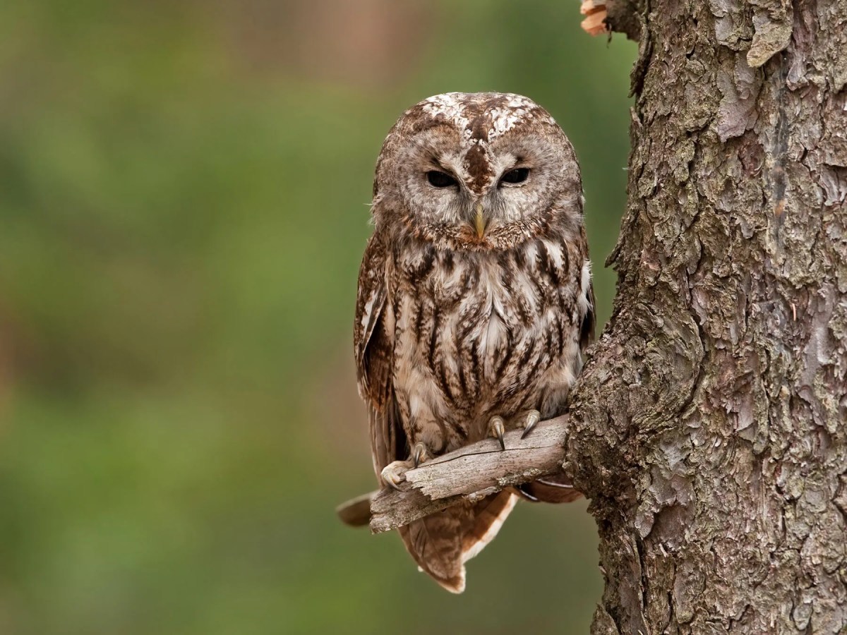 WILDLIFE – TAWNY&nbsp;OWL
