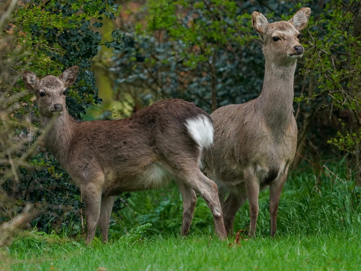 WILDLIFE – SIKA&nbsp;DEER