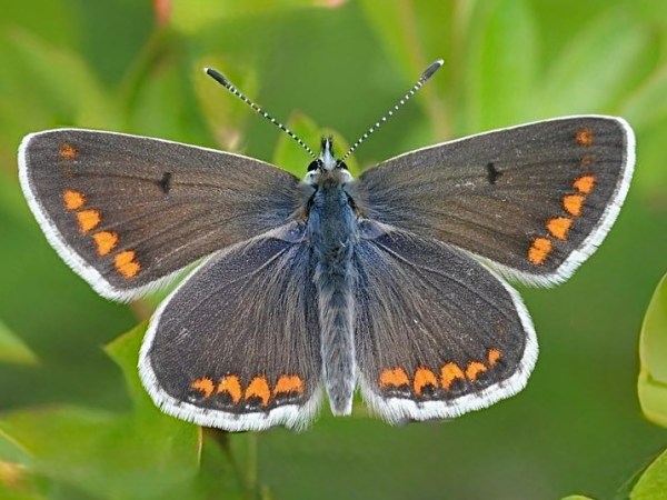 WILDLIFE – BROWN&nbsp;ARGUS