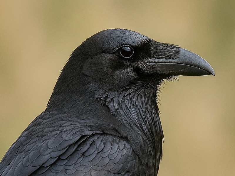 WILDLIFE – RAVEN