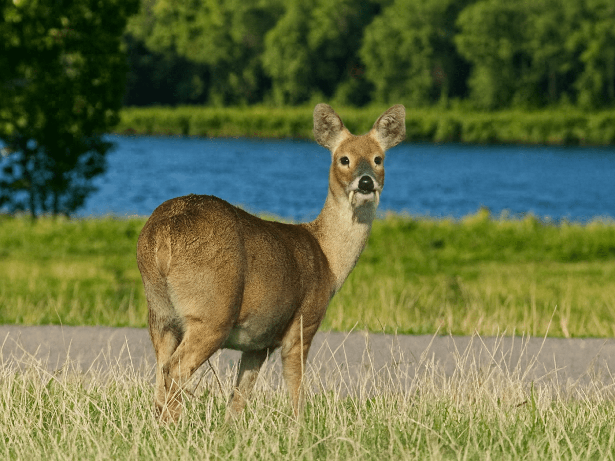 WILDLIFE – CHINESE WATER&nbsp;DEER