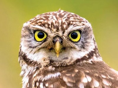 WILDLIFE – LITTLE&nbsp;OWL
