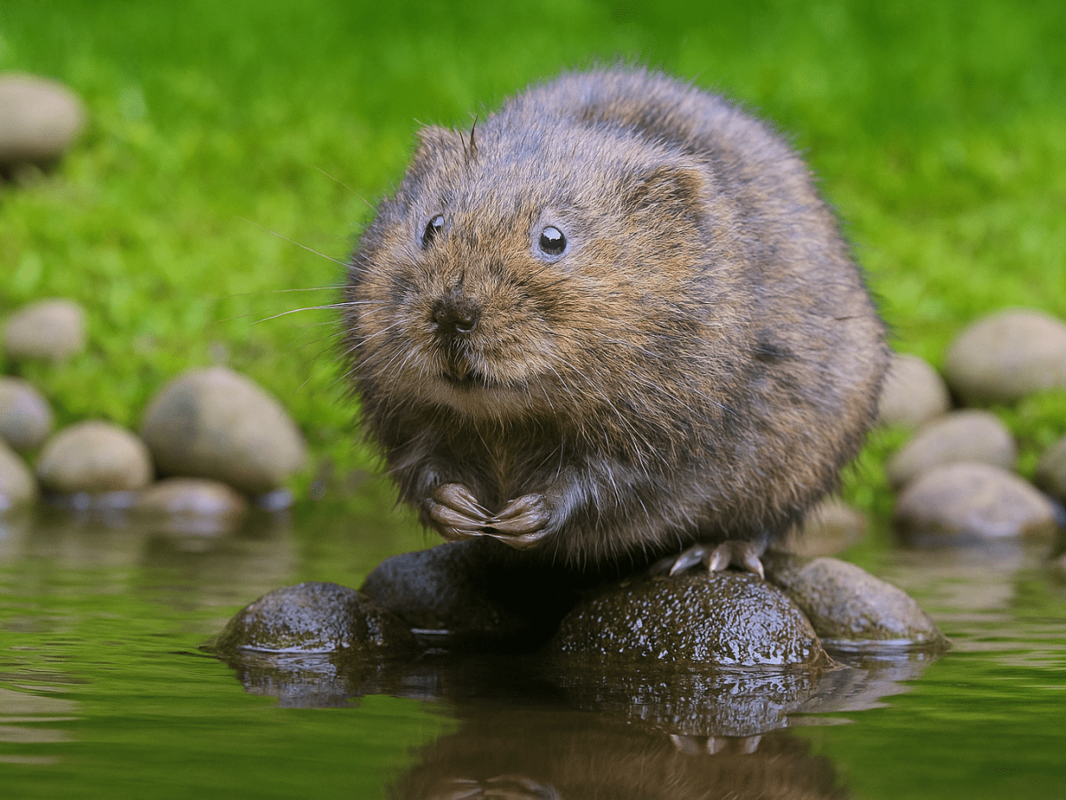 WILDLIFE – WATER&nbsp;VOLE