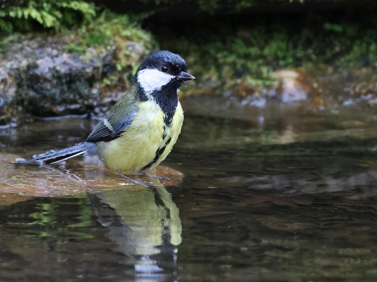 THE HIDE –&nbsp;LIFE