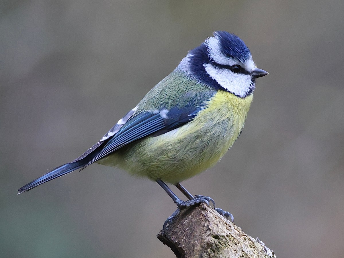 THE HIDE & SEEK&nbsp;?