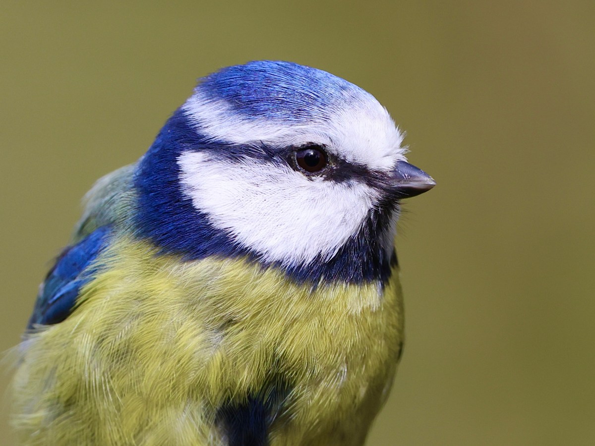 THE HIDE –&nbsp;SHOW