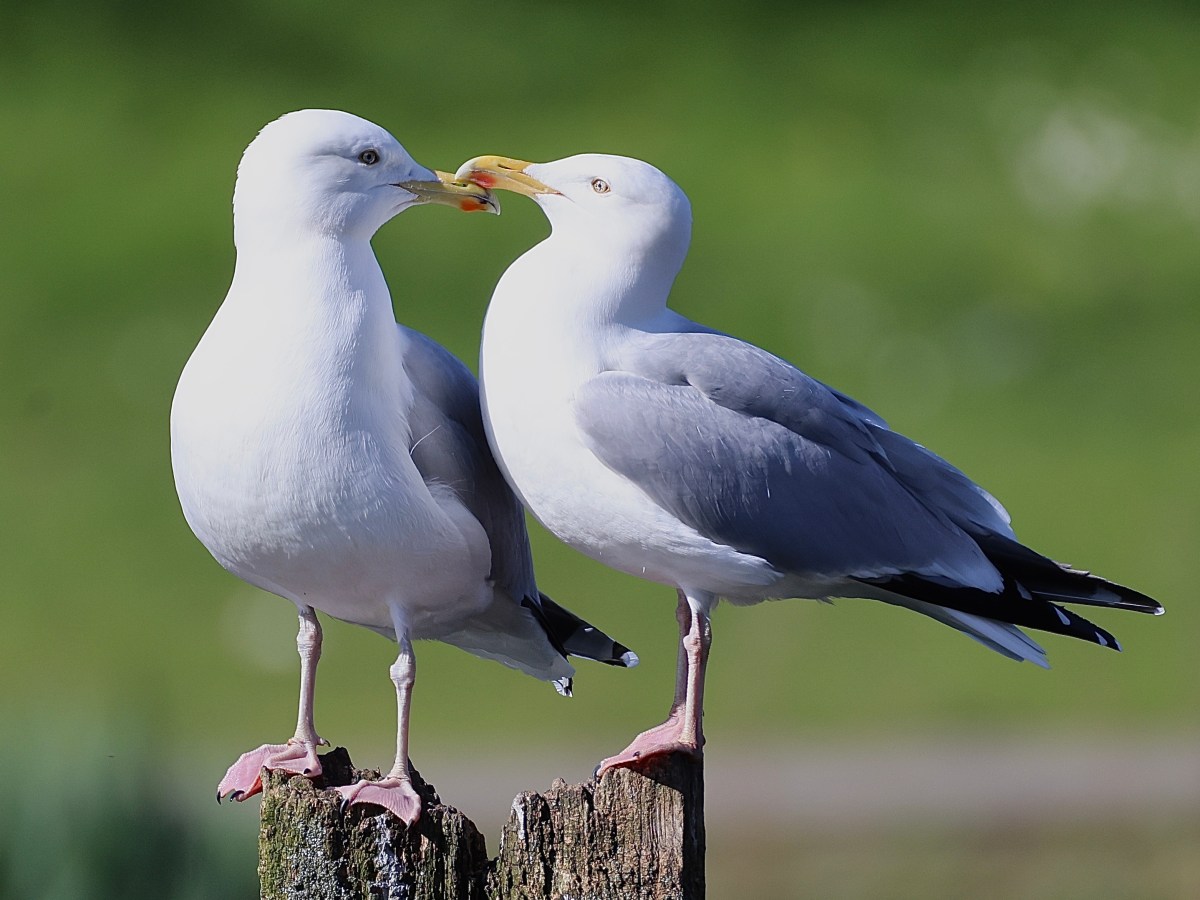 WILDLIFE – HERRING&nbsp;GULL