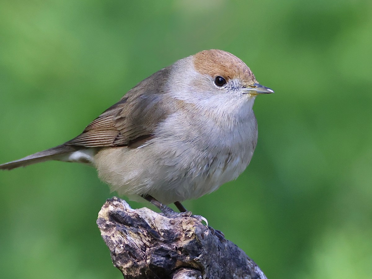 THE HIDE – LONG&nbsp;WEEKEND