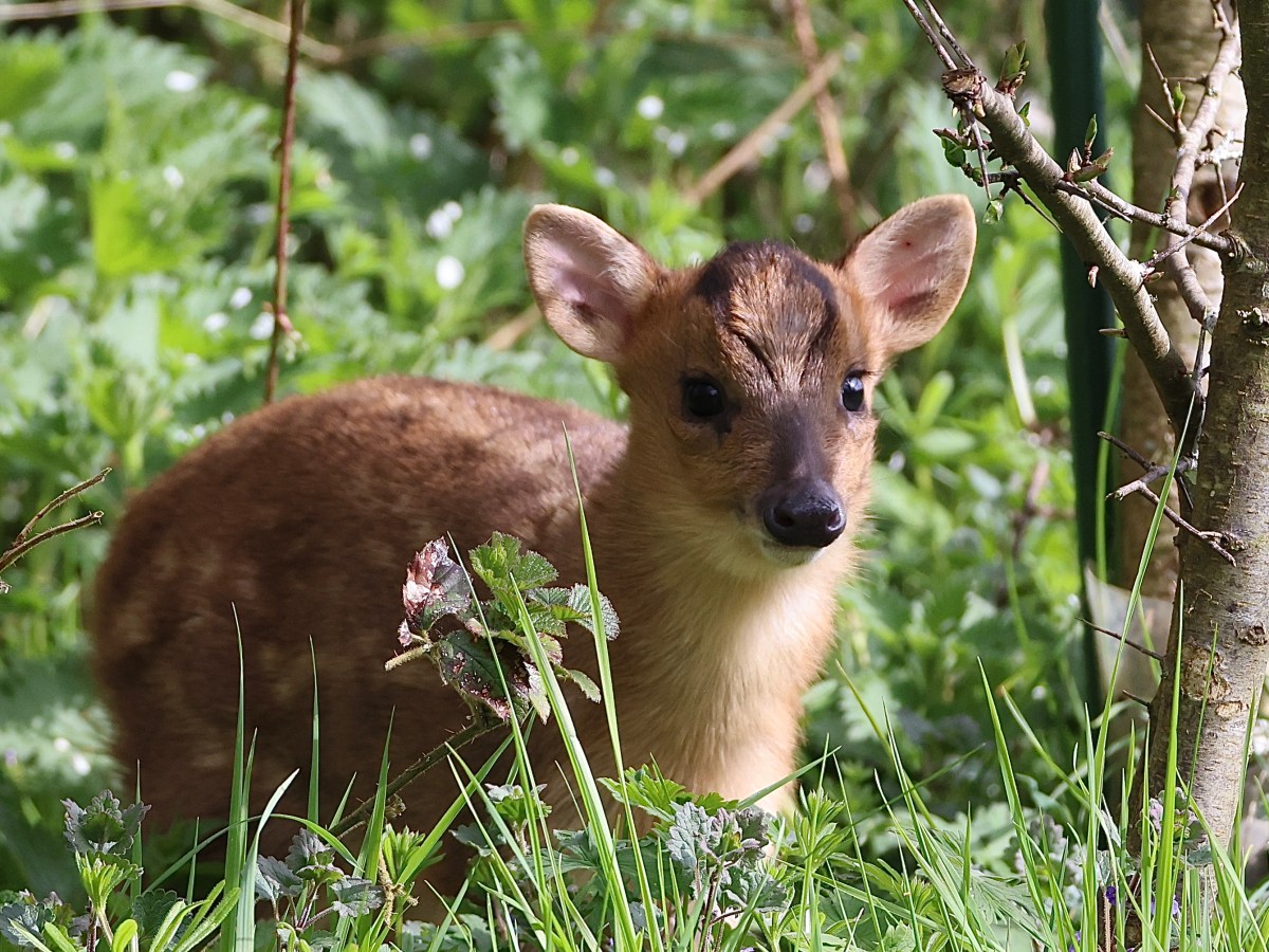 THE HIDE –&nbsp;WOW