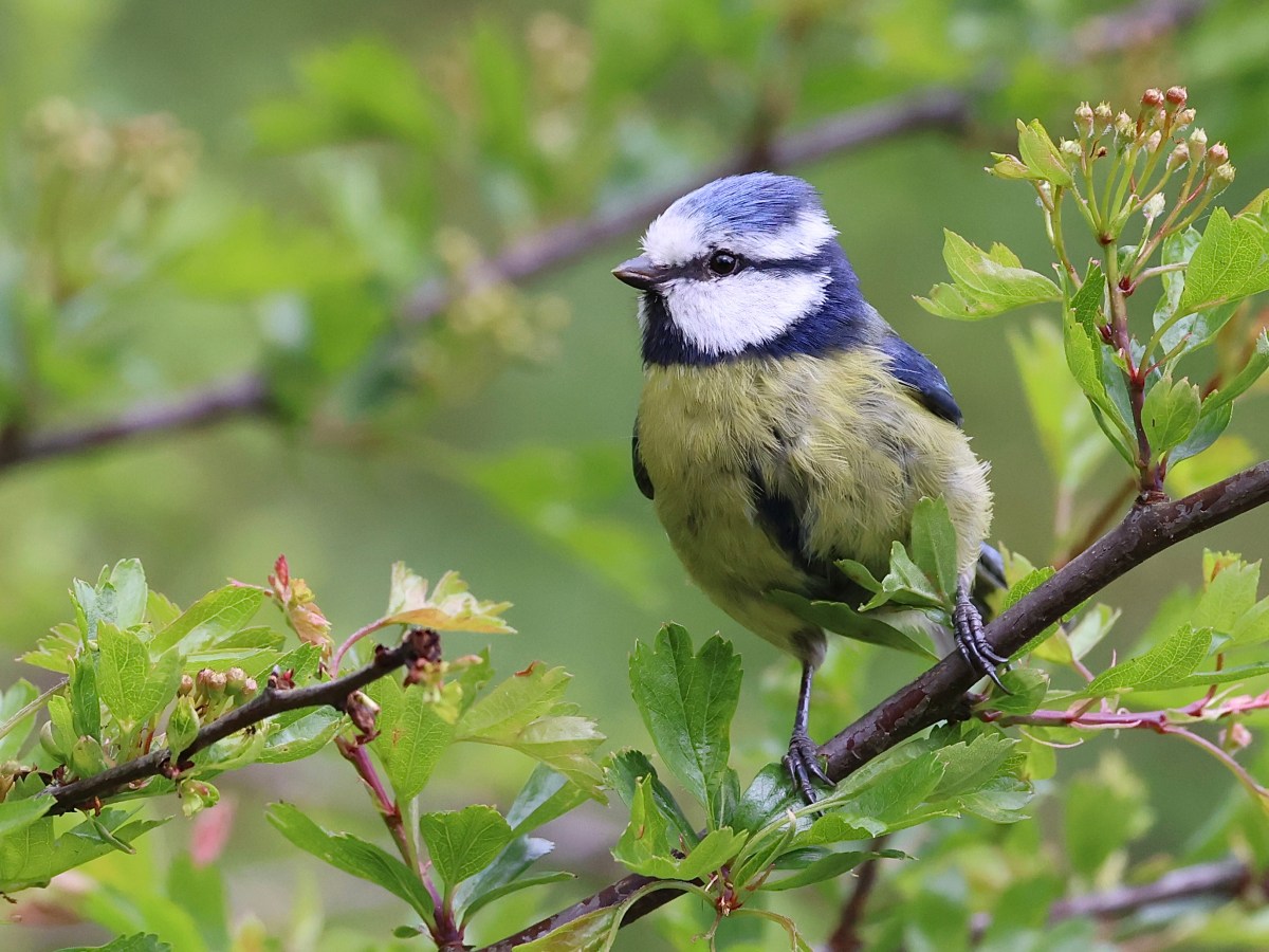 THE HIDE –&nbsp;FLIES