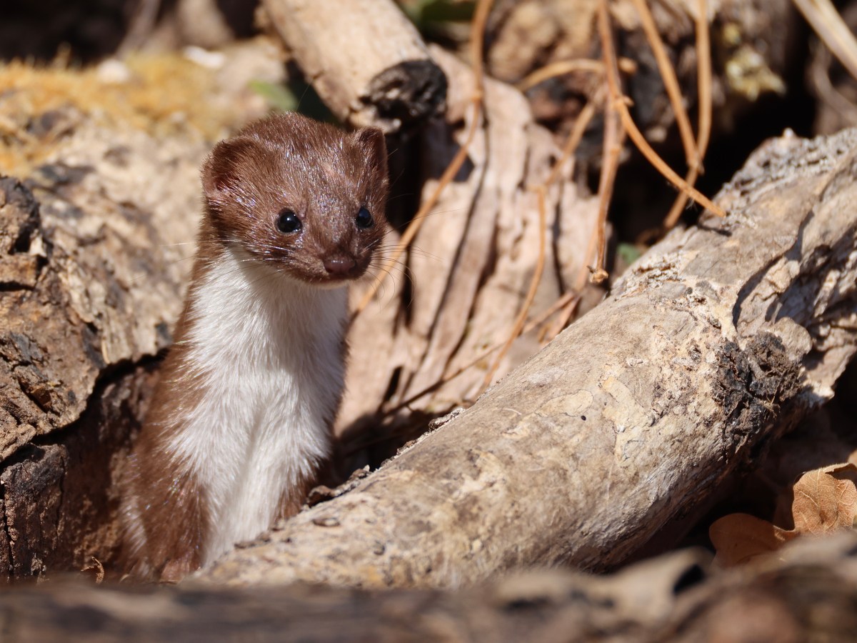 THE HIDE –&nbsp;WEASEL