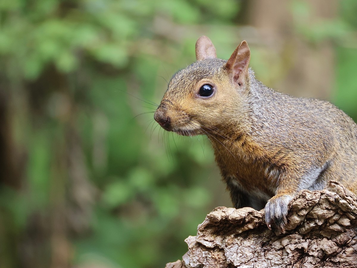 THE HIDE – THE&nbsp;SQUIRREL
