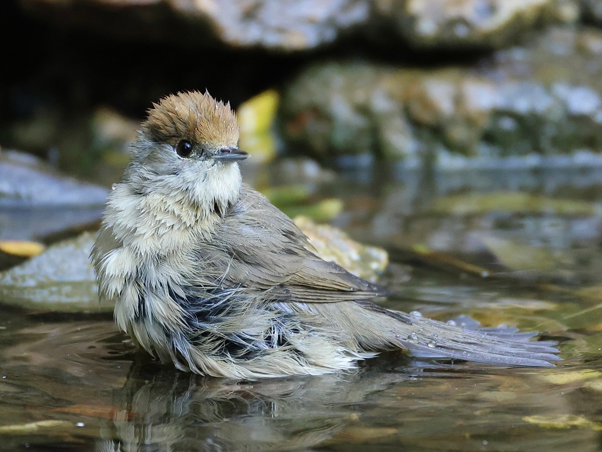 THE HIDE – SOGGY&nbsp;BLACKCAP