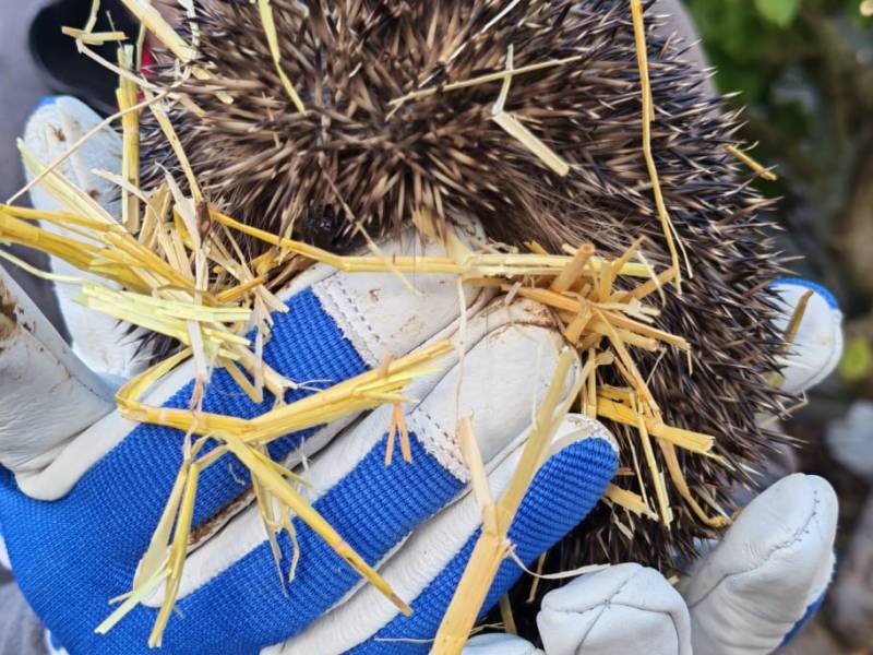 RETURN OF THE&nbsp;HOGLETS