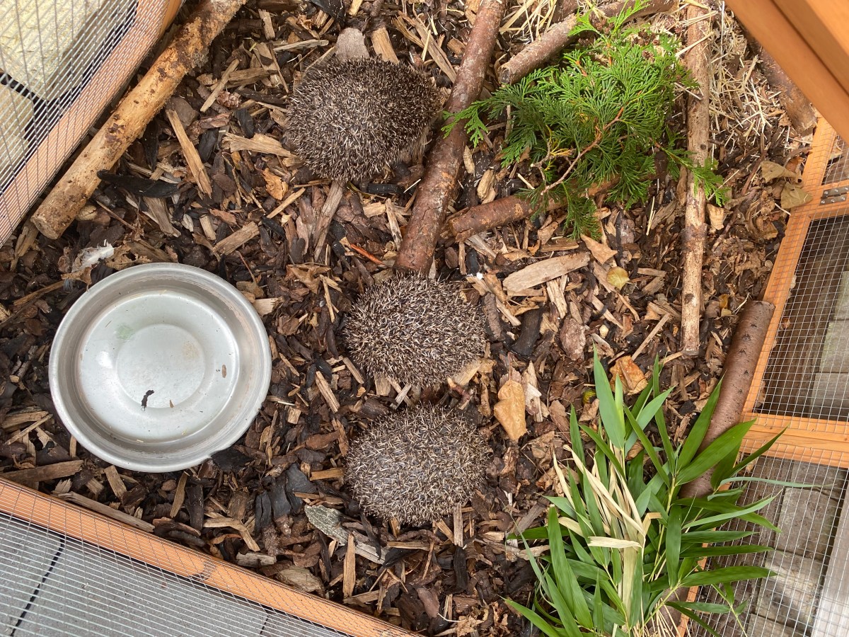 RETURN OF THE&nbsp;HOGLET’S